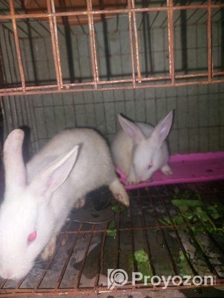 Rabbit sell hobe