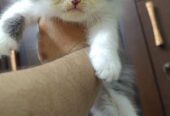 Pure Breed Persian