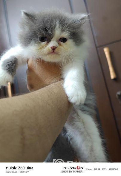 Pure Breed Persian