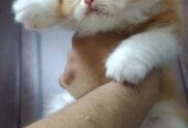 Pure Breed Persian
