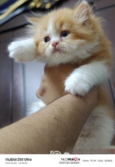 Pure Breed Persian