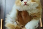 Pure Breed Persian