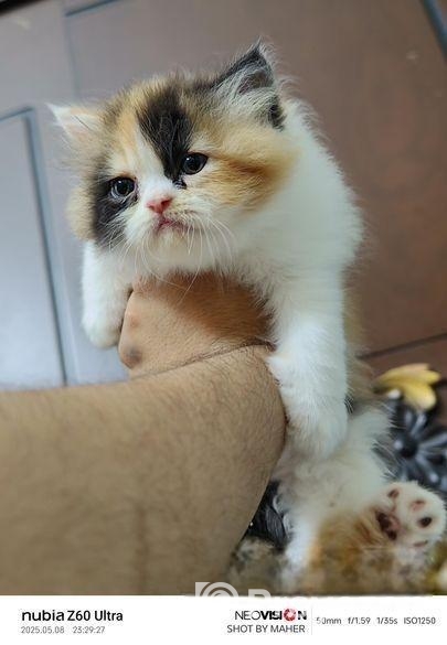 Pure Breed Persian