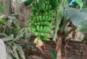 G-9 & G-5 Banana tree.
