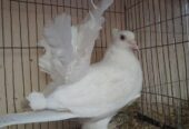 Laksa female pigeon