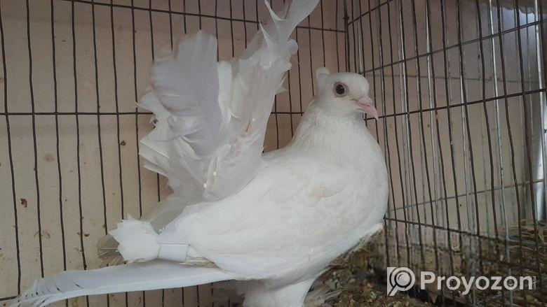 Laksa female pigeon