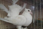 Laksa female pigeon