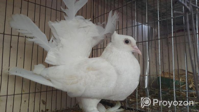 Laksa female pigeon