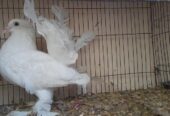 Laksa female pigeon