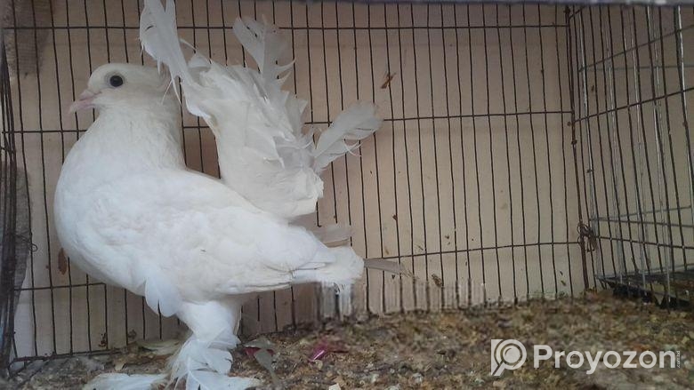 Laksa female pigeon