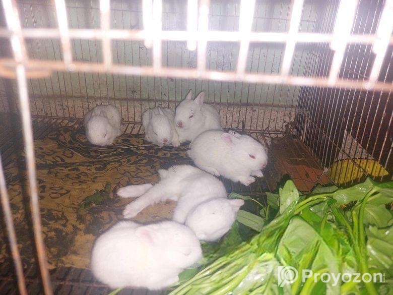 Big rabbit with 6 babies