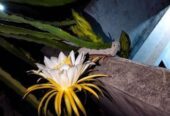 Dragan Plants ‍Sell Post