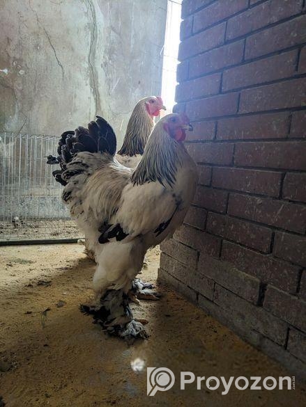 Colombian Light Brahma Rooster