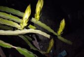 Dragan Plants ‍Sell Post
