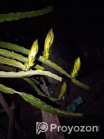 Dragan Plants ‍Sell Post