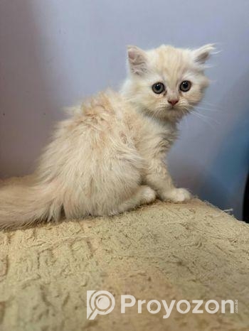 Pure Persian kittens