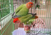Lovebird