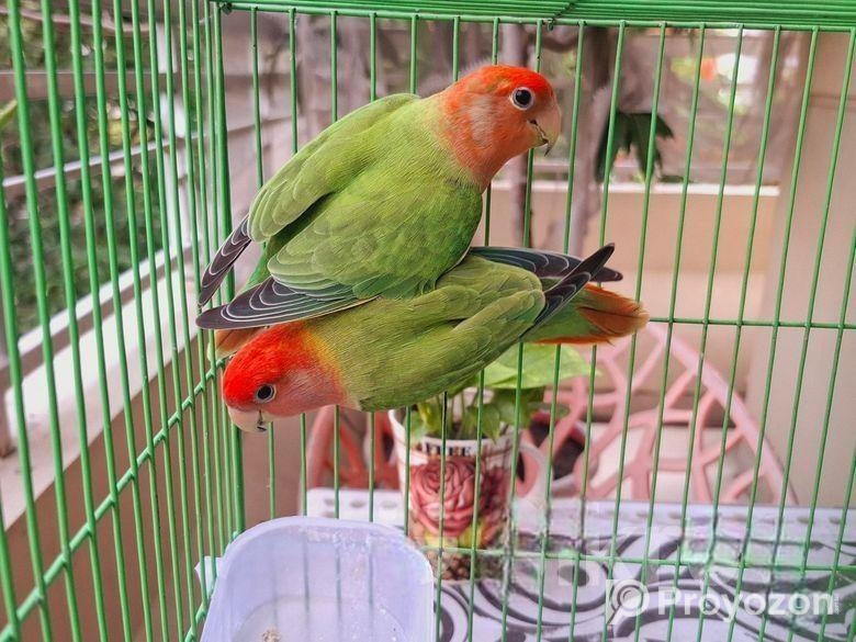 Lovebird