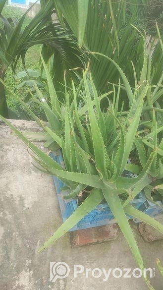 রেডিমেট ক্যারেট এ বসানো বড়ো এলোভেরা গাছ