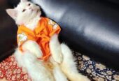 Original Persian Cat