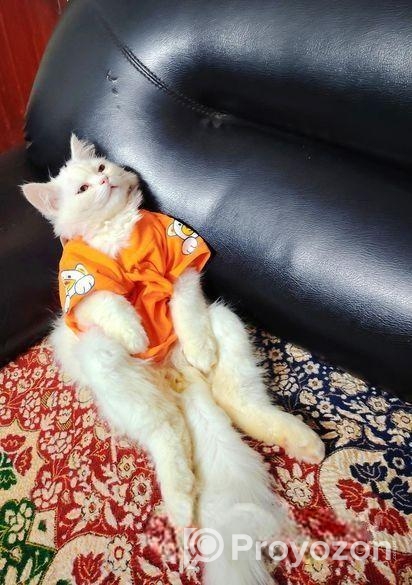 Original Persian Cat