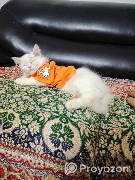Original Persian Cat