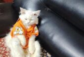 Original Persian Cat
