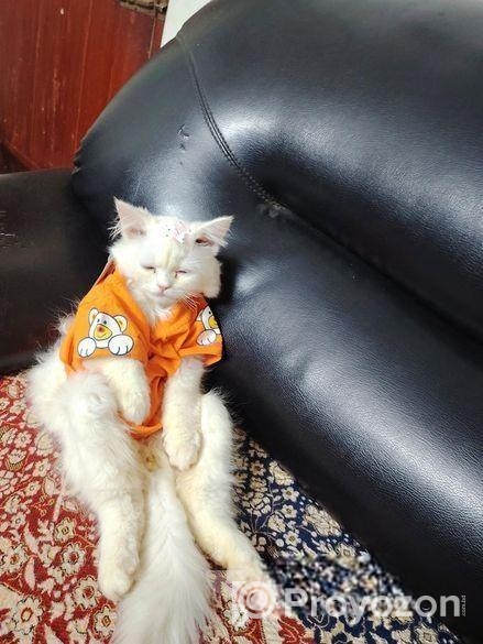 Original Persian Cat