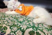 Original Persian Cat