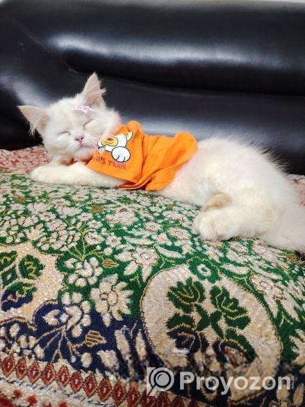 Original Persian Cat