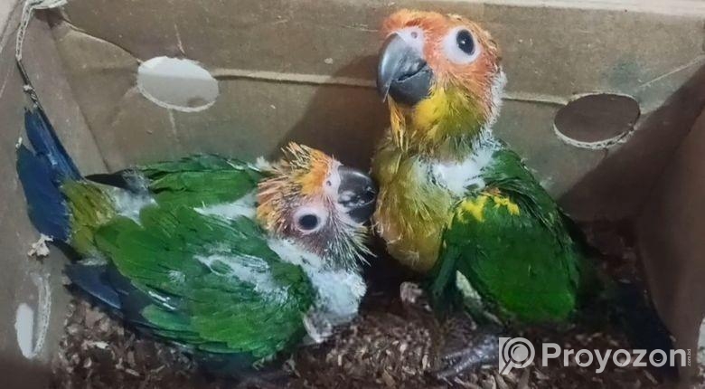 Sun Conure Bby Age 25.28