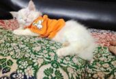Original Persian Cat