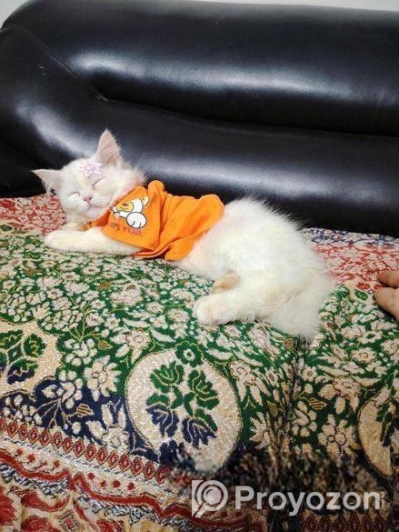 Original Persian Cat