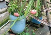 ডাগন গাছের চারা বিক্রি হবে