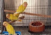 4 pc love bird sell hobe