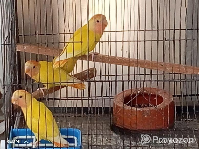 4 pc love bird sell hobe
