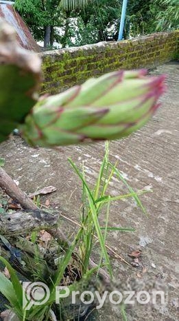 ডাগন গাছের চারা বিক্রি হবে