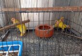 4 pc love bird sell hobe