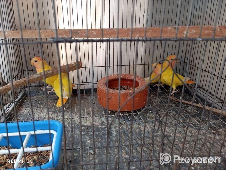 4 pc love bird sell hobe