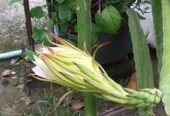 ডাগন গাছের চারা বিক্রি হবে