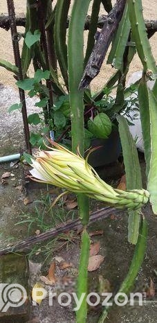ডাগন গাছের চারা বিক্রি হবে