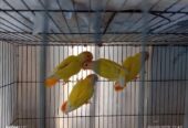 4 pc love bird sell hobe