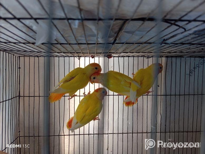 4 pc love bird sell hobe