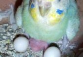 Budgerigar bird