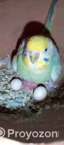 Budgerigar bird
