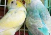 Budgerigar bird
