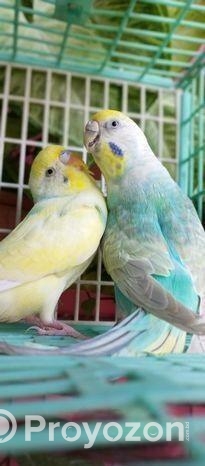 Budgerigar bird