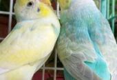 Budgerigar bird