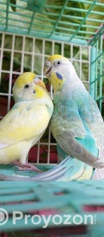 Budgerigar bird