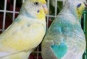 Budgerigar bird